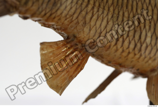 Common chub Squalius cephalus belly fin 0016.jpg